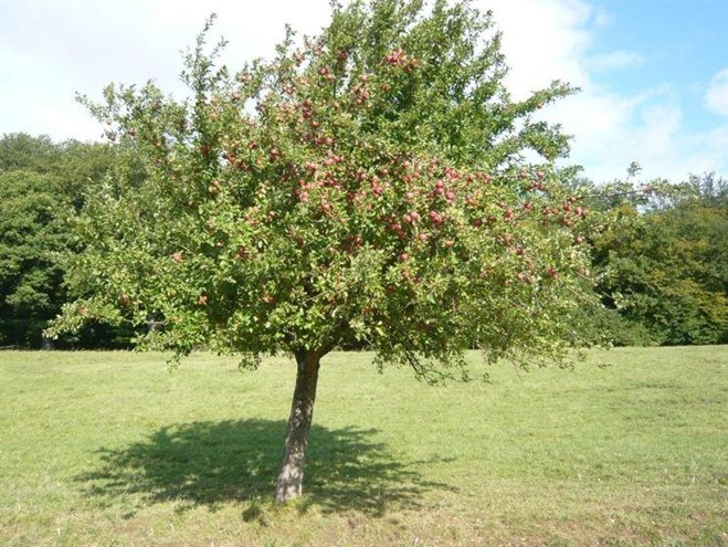 Appelboom Berglander
