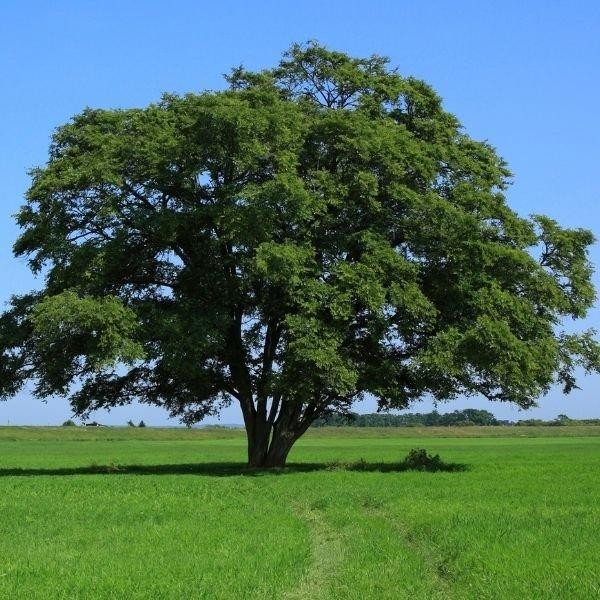 Fladderiep