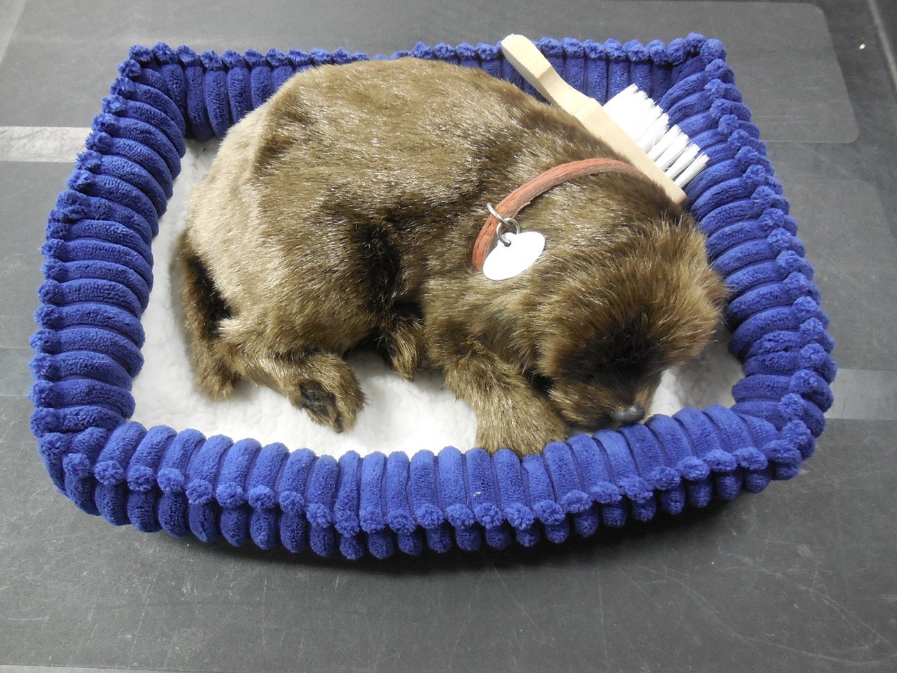 Puppie