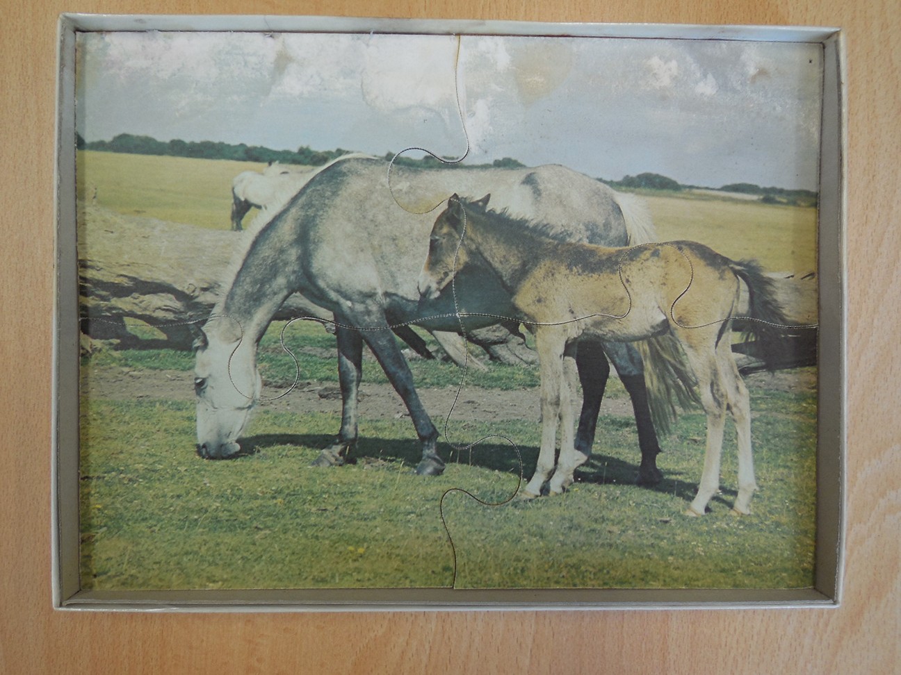Paarden in de wei
