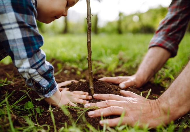 Bomen planten