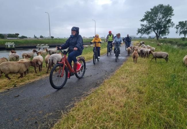 fietsen tussen de schapen