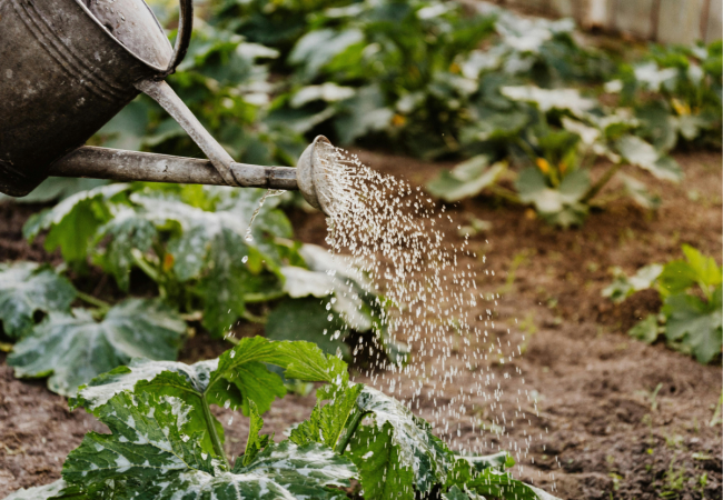 watervriendelijke tuin