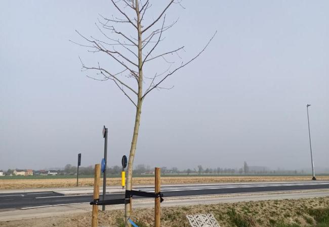 Boom aan kruispunt 'De Mode' in Welden