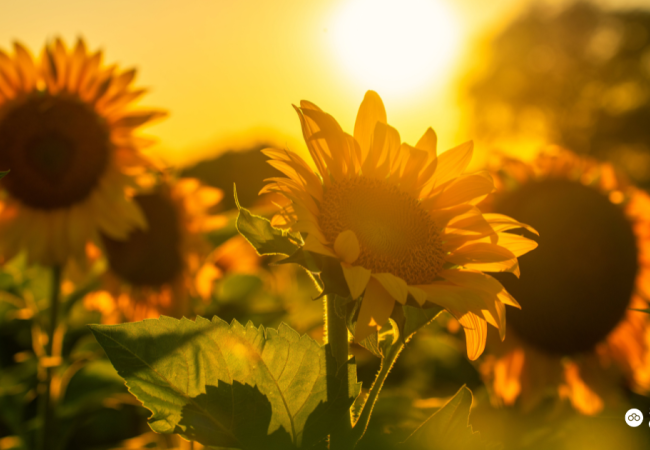 Zonnebloem