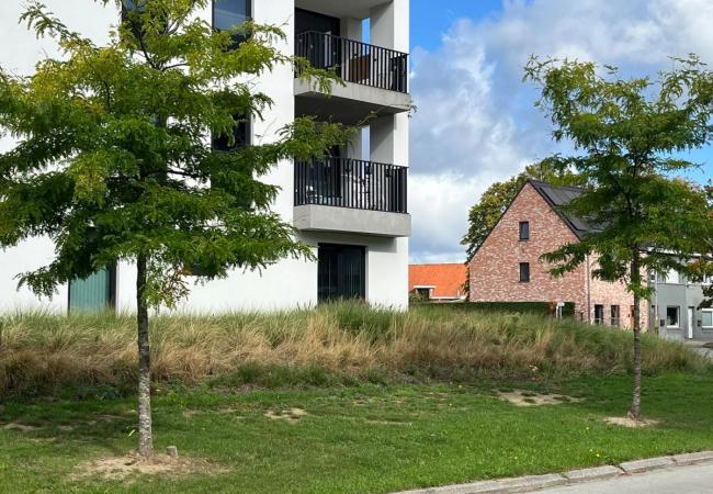 Boom voor de deur op openbaar domein