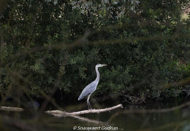 Werkdag 'Vrienden van de Heurnemeersen' © Gudrun Snauwaert