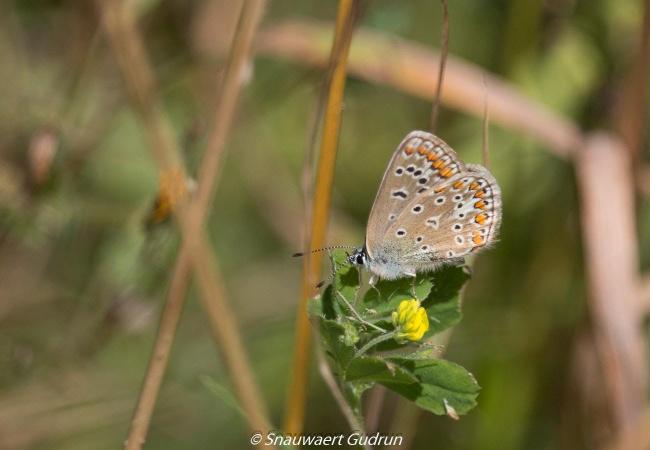 Op zoek naar vlinders en insecten in Volkegembos © Gudrun Snauwaert