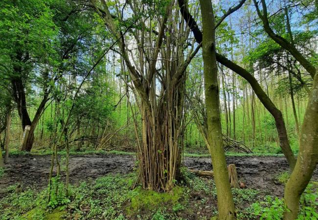 Werkdag Bos t'Ename - Plan B © Bos t'Ename