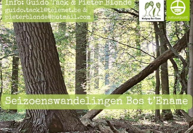 Herfstwandeling Bos t'Ename © Seizoenswandelingen Bos t'Ename