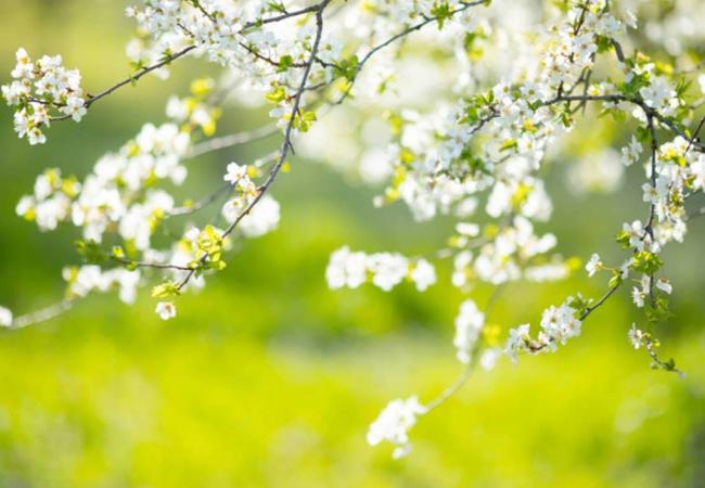Lentekriebels in Salons Mantovani in Oudenaarde © puur gezond