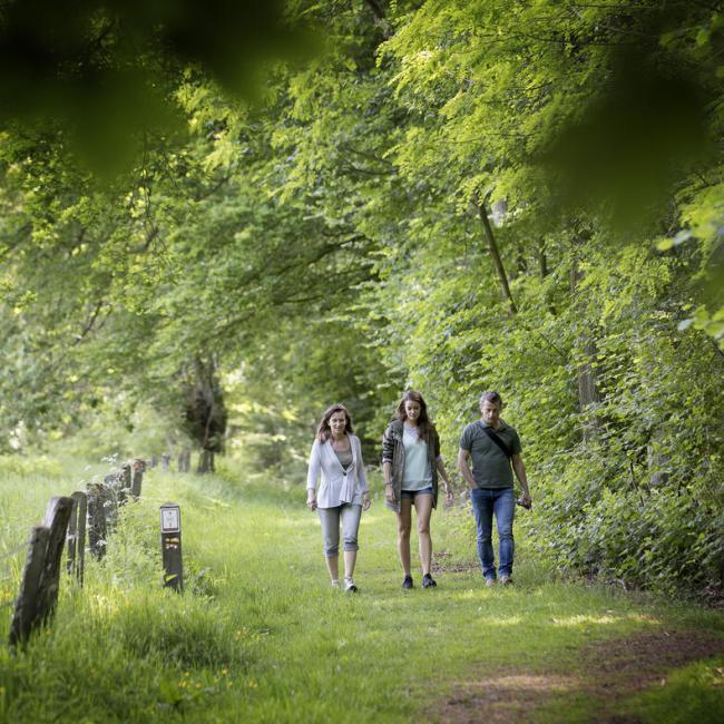 Koppenberg Forest