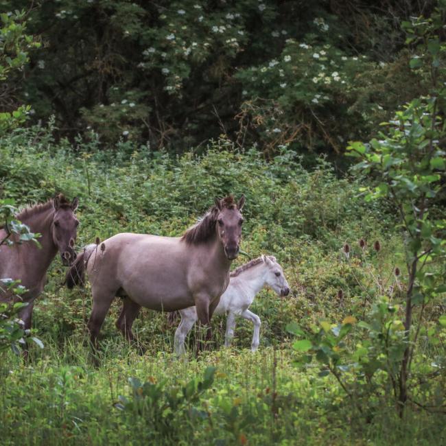 Réserve naturelle Reytmeersen