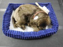 Puppie