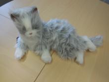 Poes Sofie