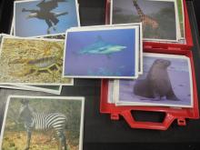 Fotoset dieren