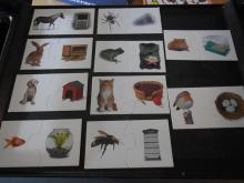 De dieren en hun omgeving