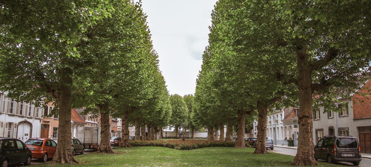 Merkwaardige Oudenaardse bomen