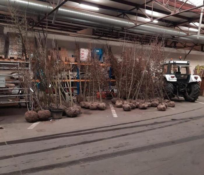 Nieuwe beplanting
